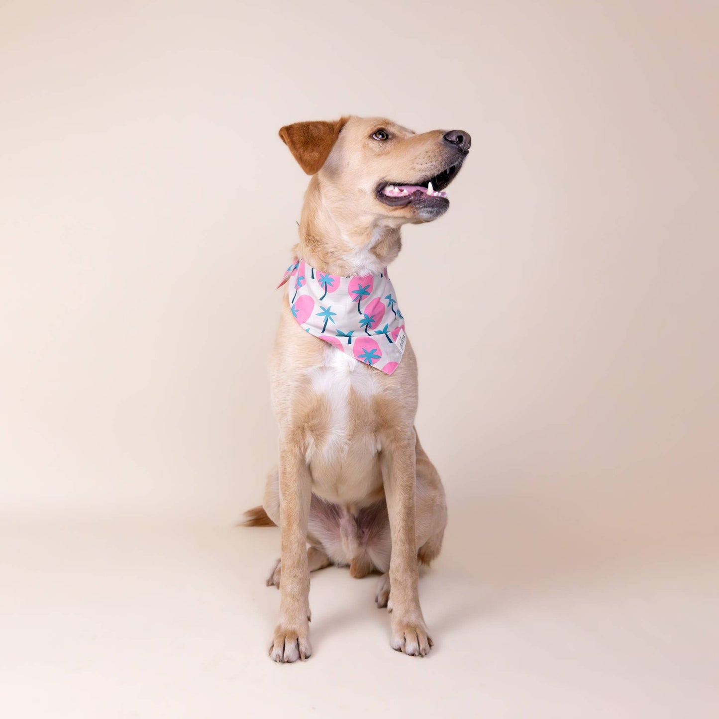 Bingin Dog Bandana