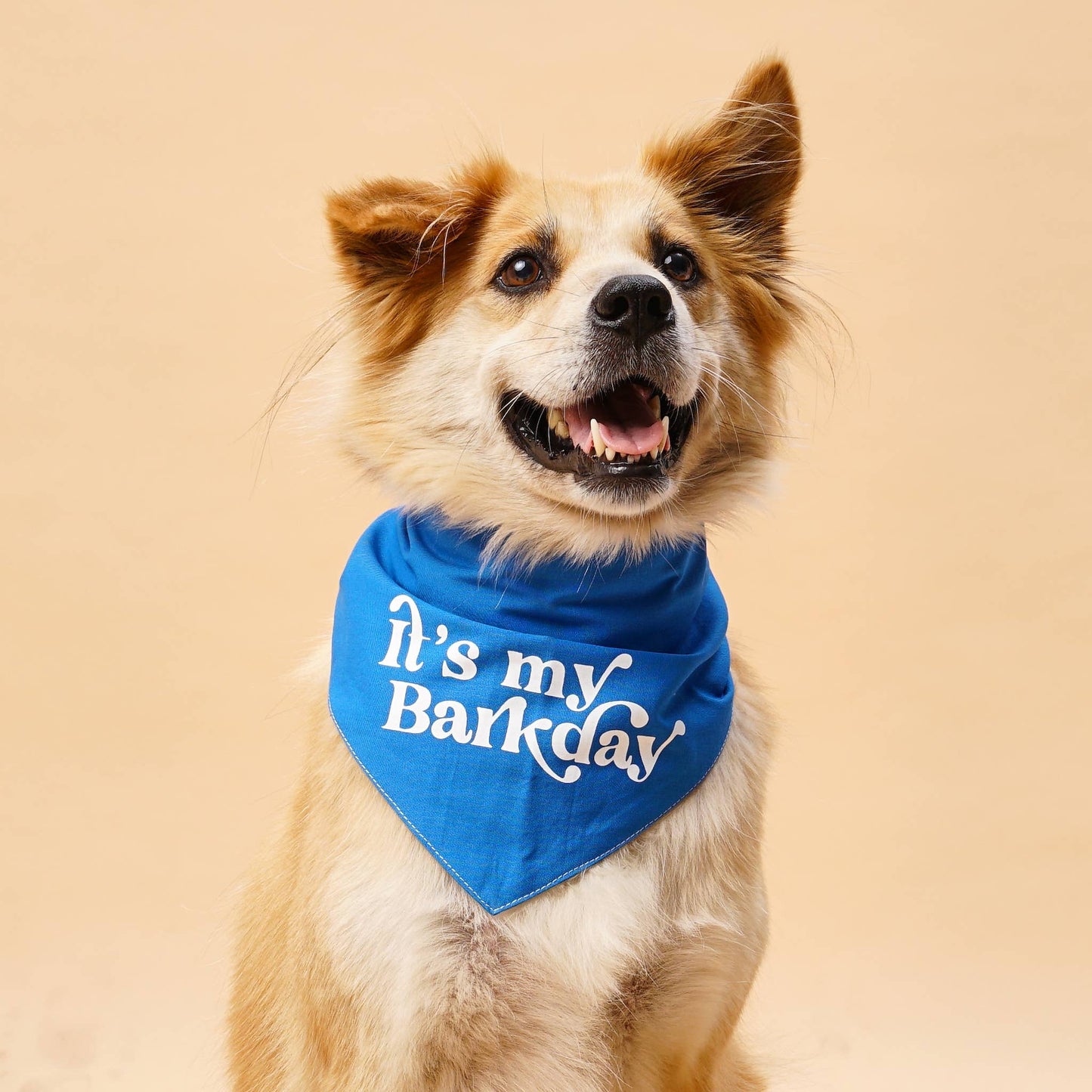 Barkday Blue Birthday Dog Bandana