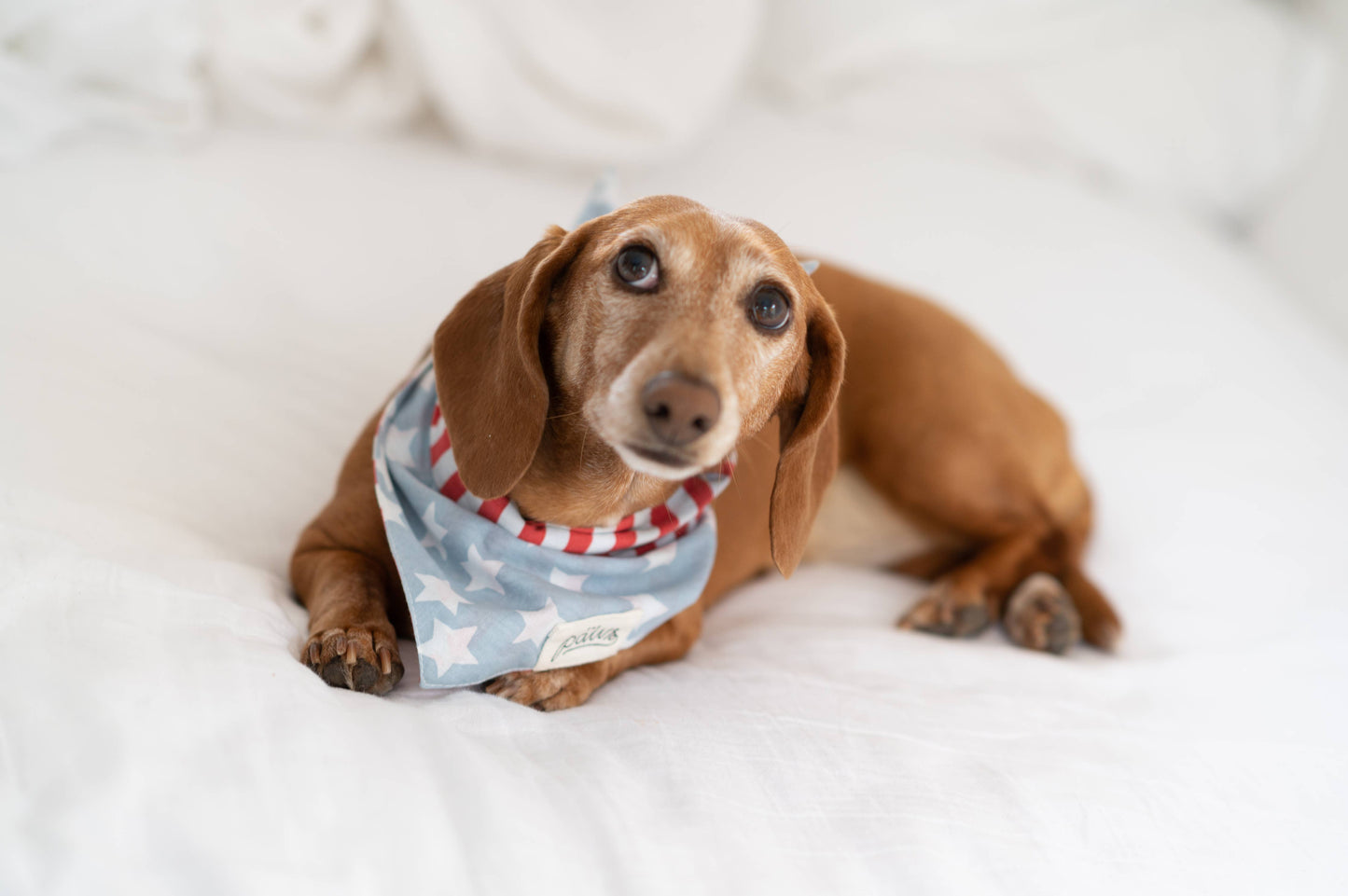 National Dog Bandana