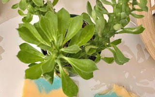 Eucalyptus Orange Body Soap